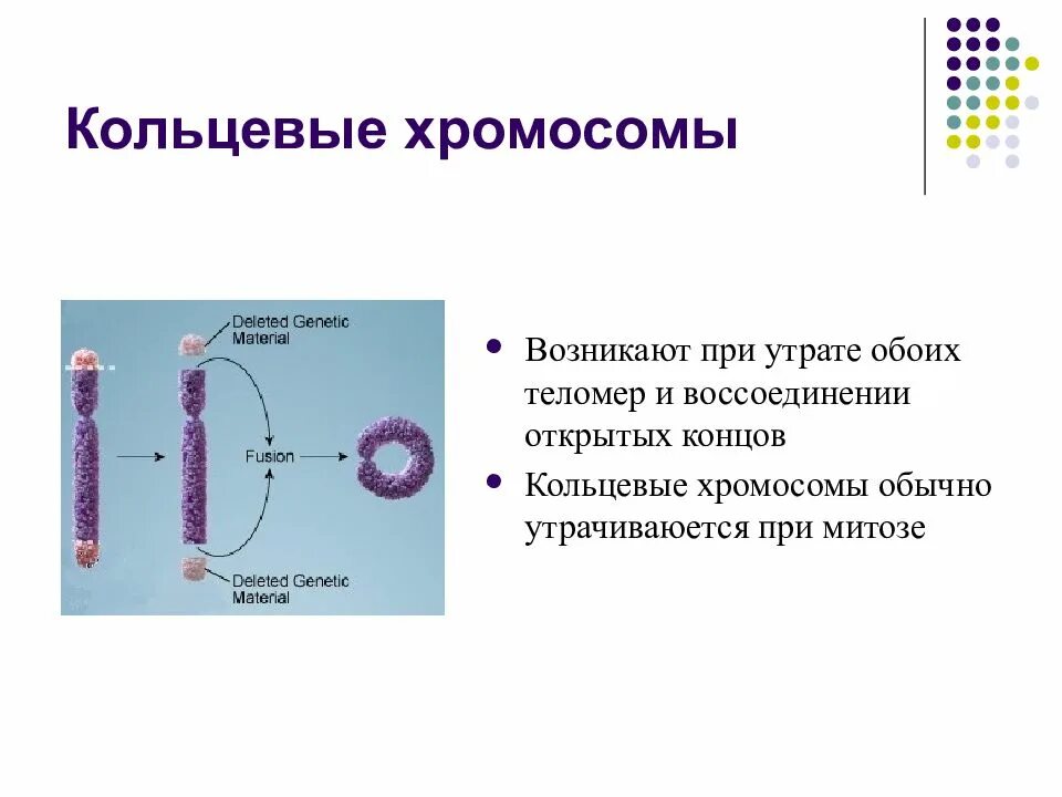 Кольцевая хромосома. Кольцевая хромосома мутация. Линейные и кольцевые хромосомы. Образование кольцевой хромосомы.