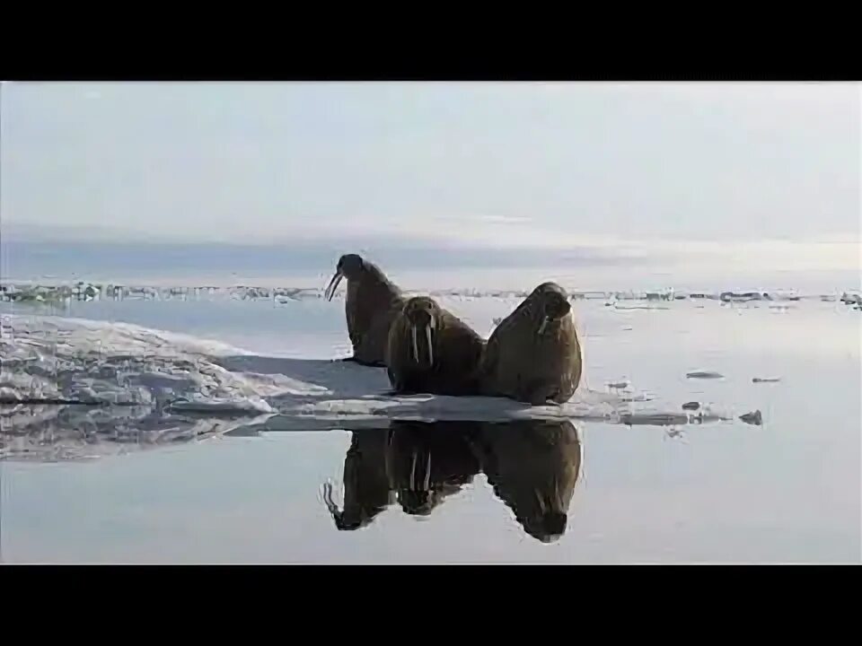 Море лап. Арктика море лаптевых. море лаптевых якутия. море лаптевых моржи. картина моря лаптевых.