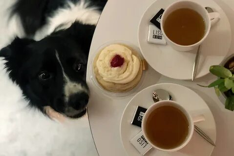 Dog friendly кафе