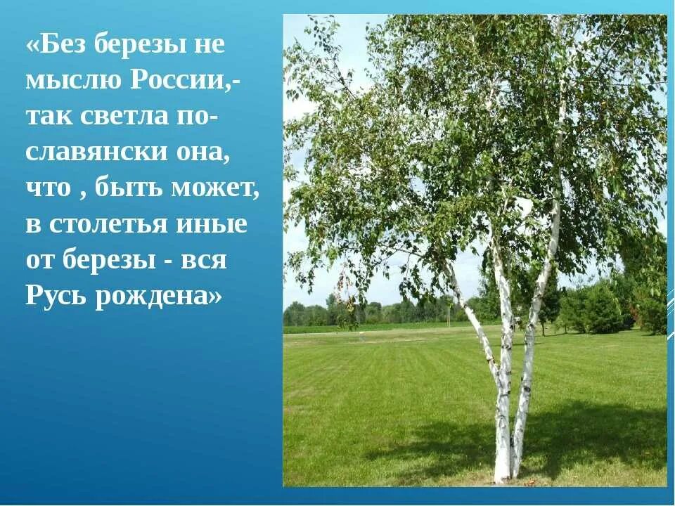 Береза символ России. Береза символ. Белая береза символ России. Символы россииереза. День березы в россии в 2024 году