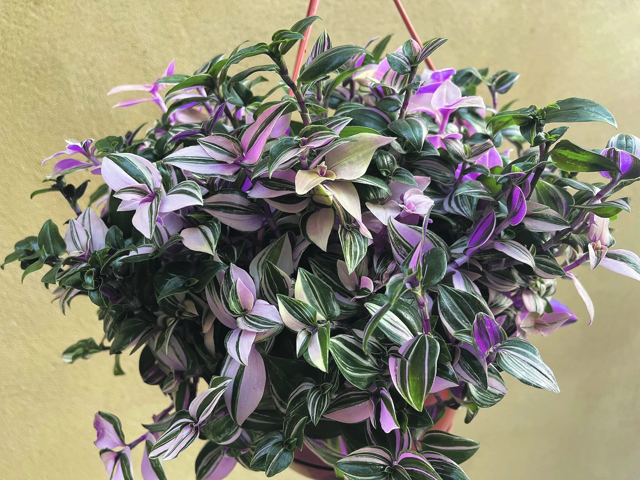 Купить традесканцию на авито. Традесканция белоцветковая (Tradescantia albiflora). Традесканция полосатая зебрина. Традесканция Квиксильвер. Традесканция Флуминенсе.