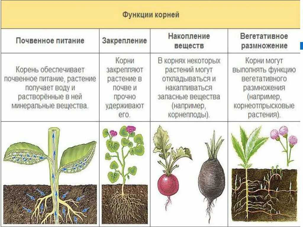 Корни растений виды. Типы корневой системы растений таблица. Типы корневых систем у растений.