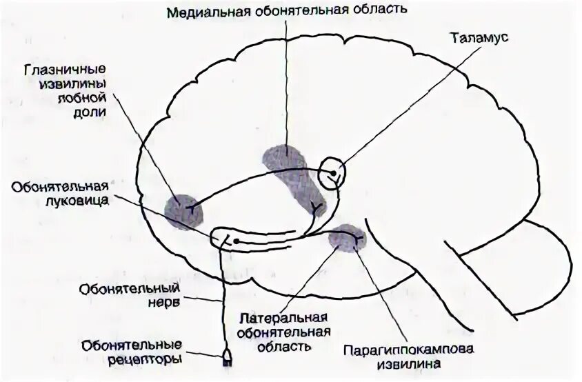 Проводящий путь обонятельного анализатора. Обонятельный проводящий путь схема. Проводящий путь обонятельного анализатора схема. Проводящие пути обоняния.