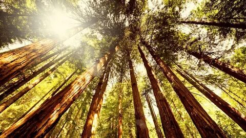 Gone forest