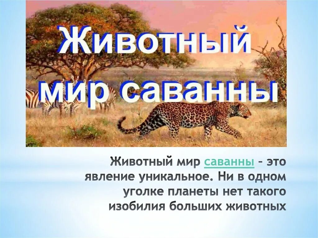 Сообщение о саванне 1 класс