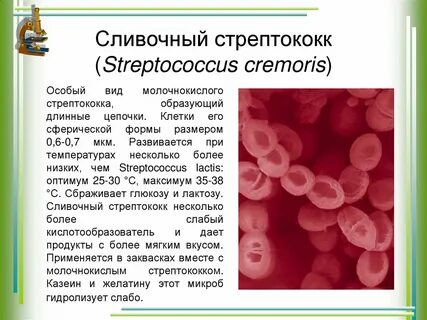 Стрептококк что это и какие симптомы