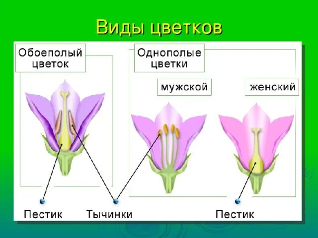 Обоеполые раздельнополые растения. Однополые и обоеполые цветки. Обоеполые и раздельнополые цветки. Виды цветков. Строение обоеполого цветка.