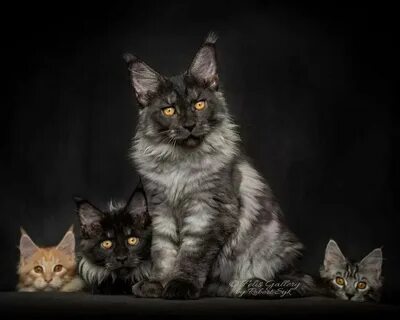 Кошка мейн