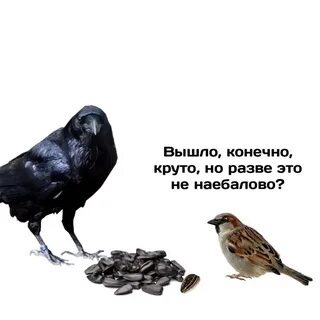 Воробьи ворона лягушка