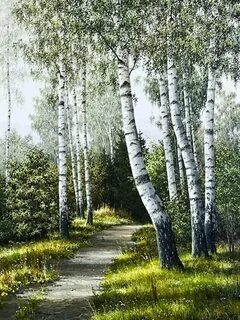 Среди берез