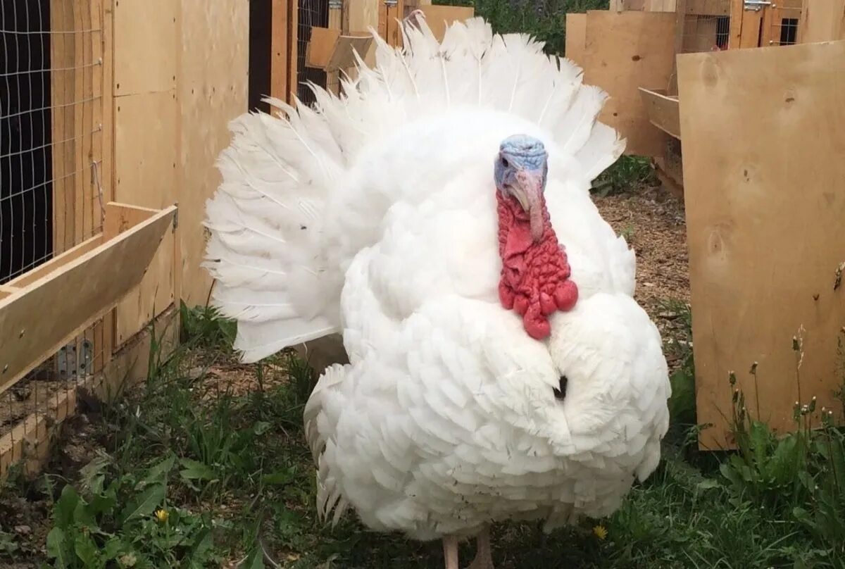индюк кросс биг. белая широкогрудая индейка. Was big 6. беймакс рисунок. индюки хайбрид конвектор.