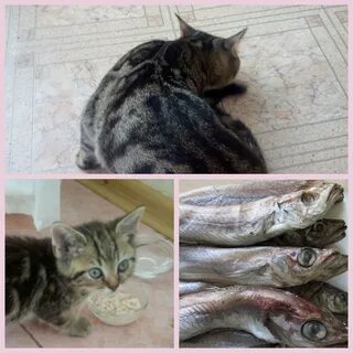 Можно ли кошкам корм с рыбой