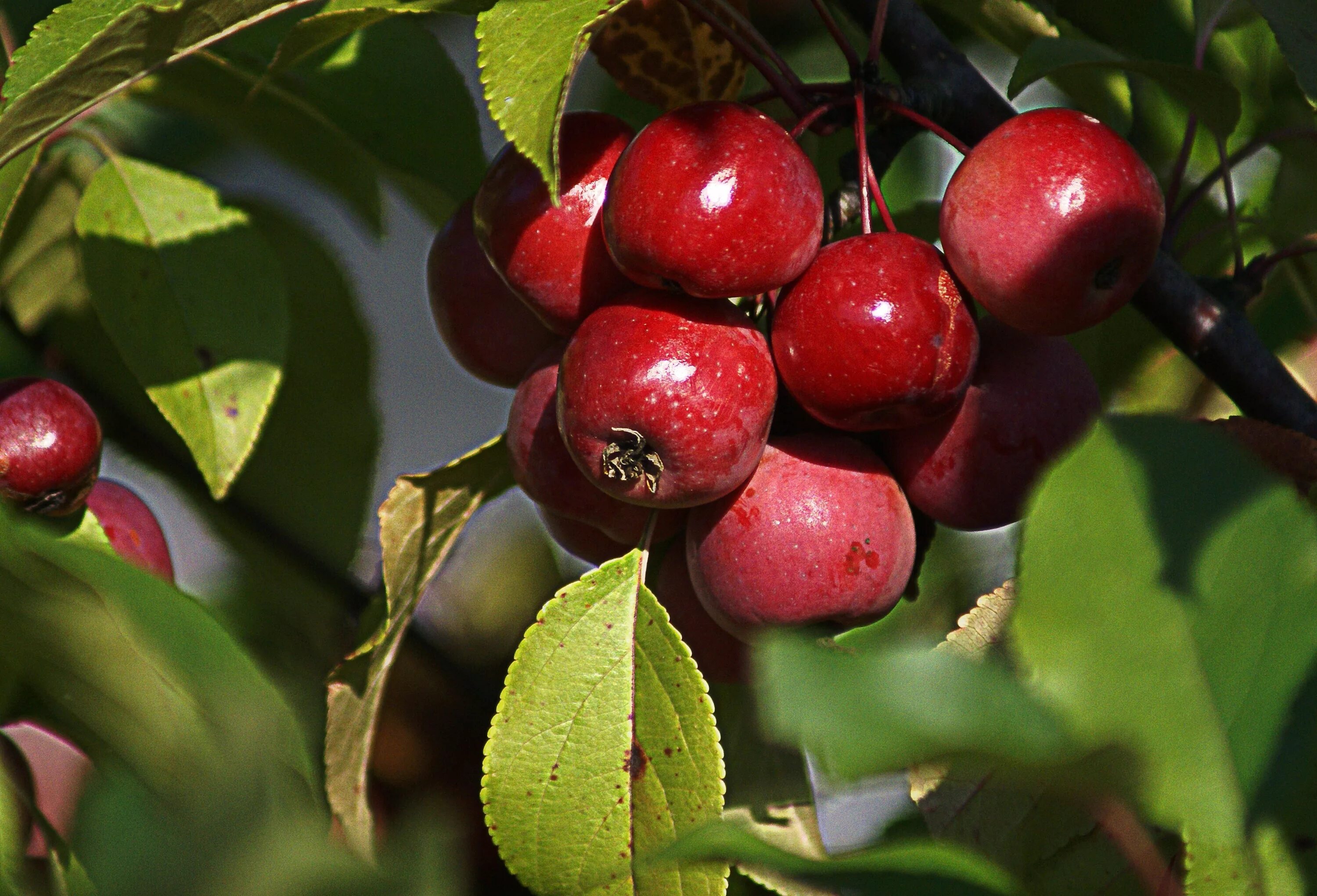 2 плодовых растений. Яблоня ред Сентинел. Яблоня Энтерпрайз. Malus floribunda. Яблоня ред кетти.