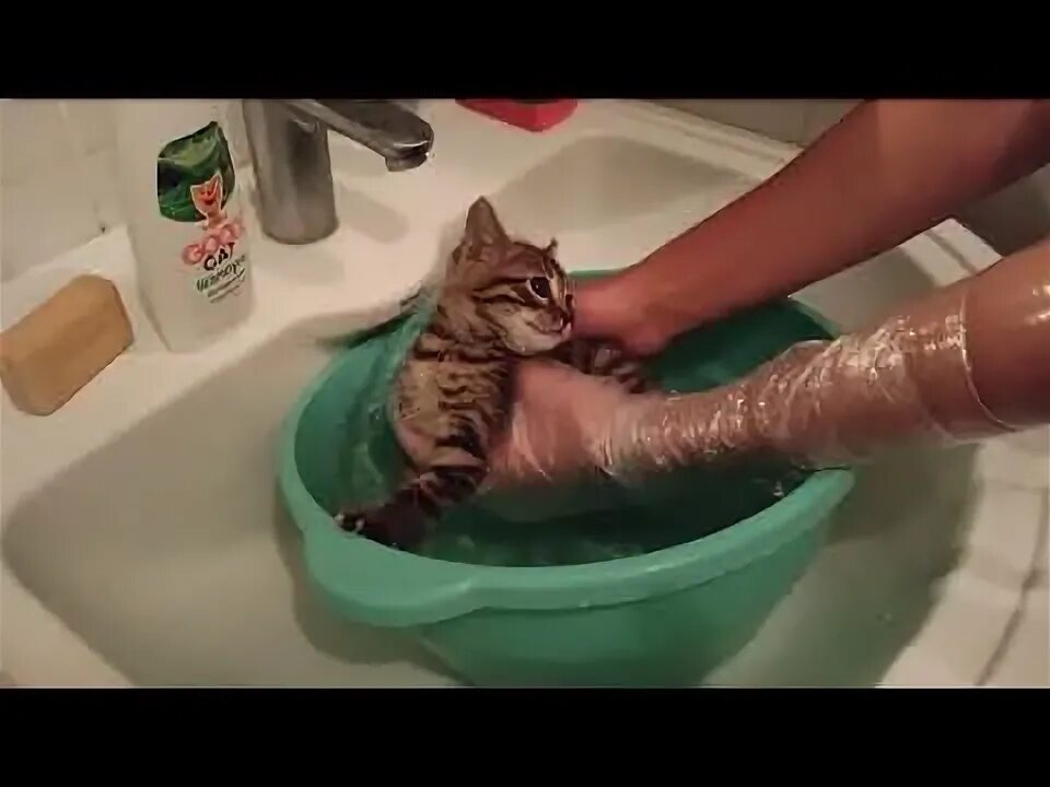 Через сколько можно купать котят. Кот купается в шоколаде. маленького котенка купают от блох. как правильно купать котенка.