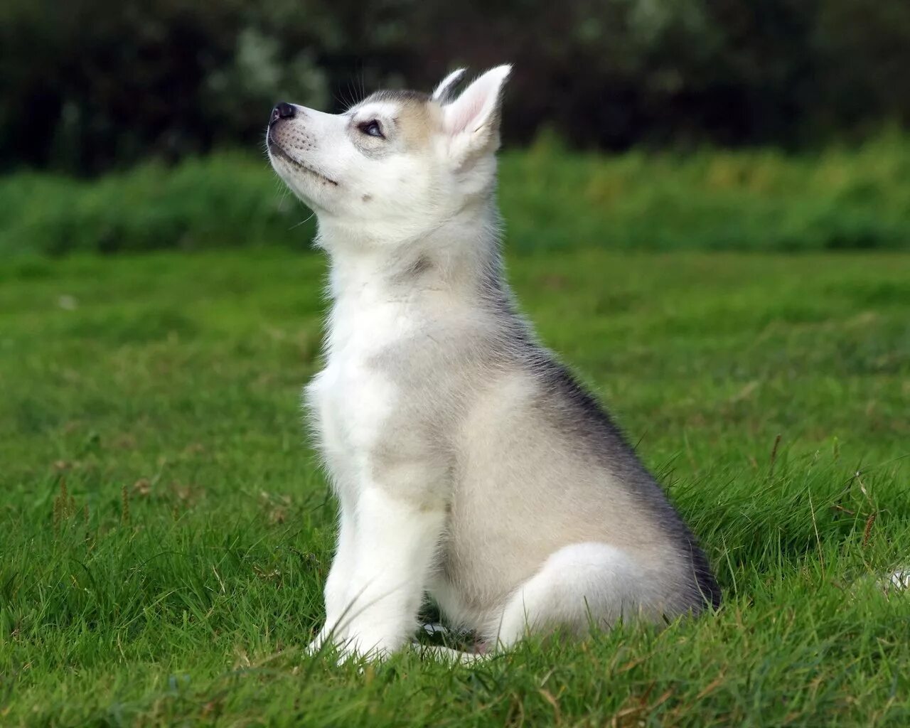 западно сибирская хаски щенок. лайка и хаски. лайка элкхаунд. сибирский хаски. лайка собака кутенок.