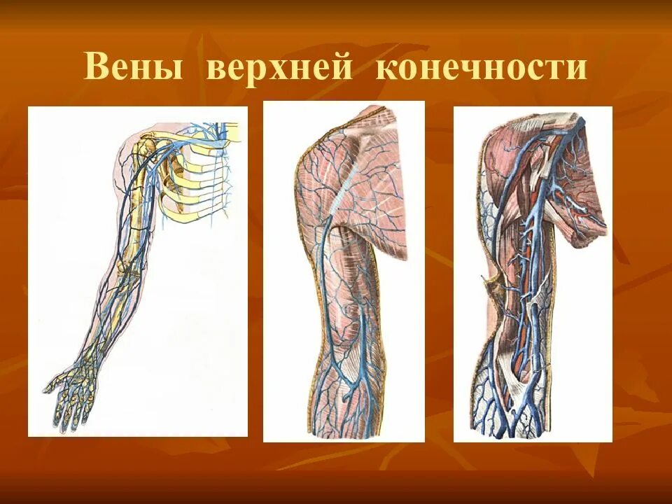 Вены верхней конечности. Флеботромбоз верхних конечностей. Тромбоз глубоких вен верхних конечностей. Венозная система анатомия.