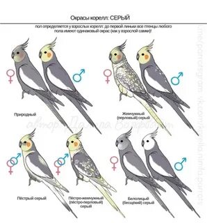 Адаптация кореллы