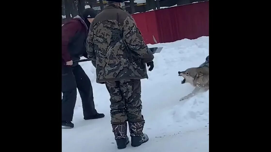 Волков нападение в литве. Волки в Ульяновской области. Волк в парке Ульяновск напал. Волк напал в парке Победы. Нападения Волков в Уфе.