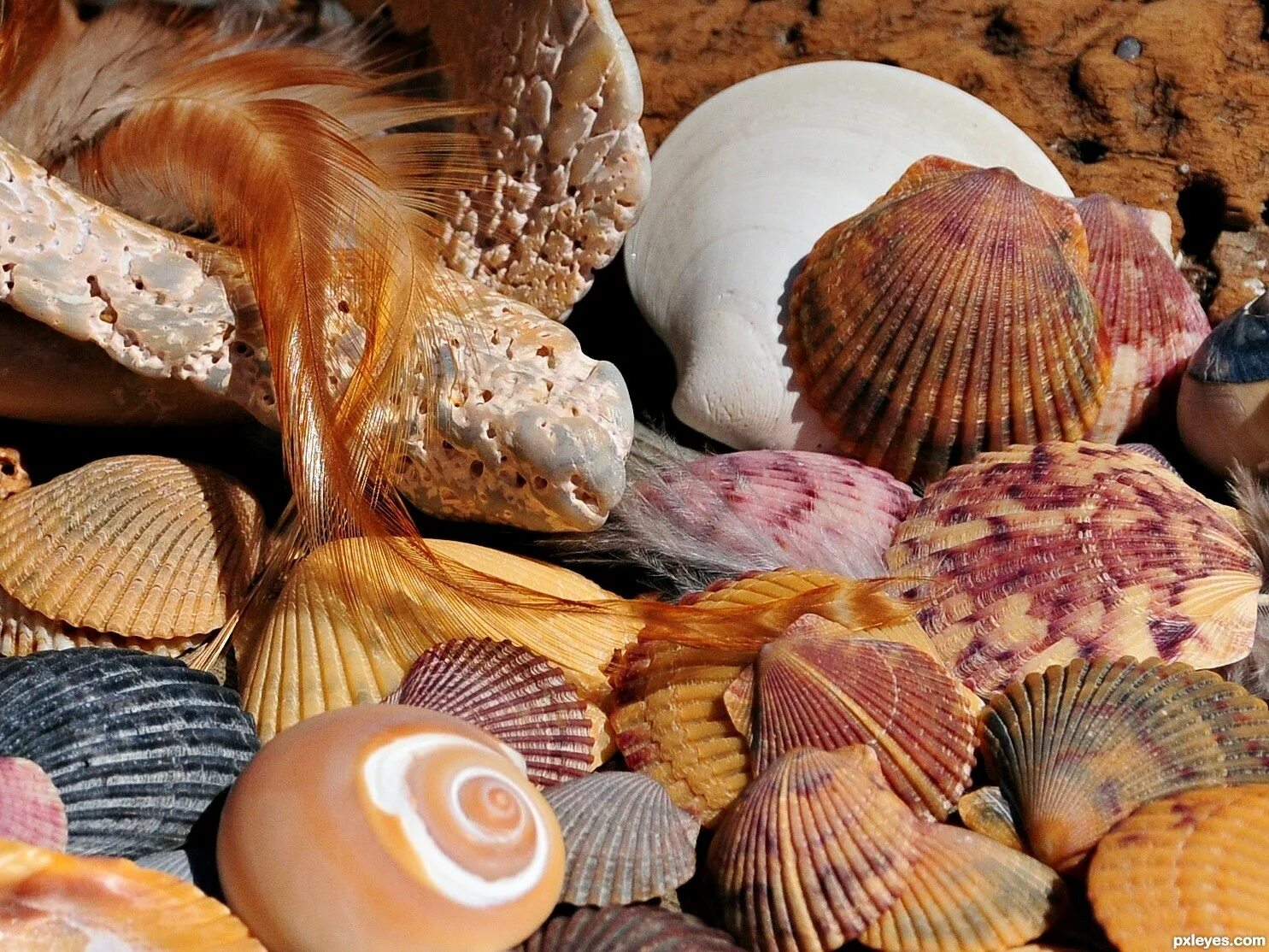 Sells seashells. Seashells on the Seashore. Seashells by the Sea Shore. Sea Shells on the Seashore. She sells Seashells by the Seashore.