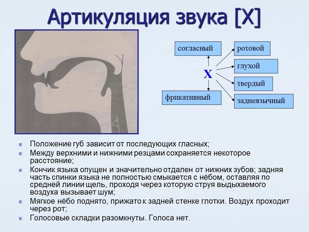 Произношение звука c. Профили артикуляции заднеязычных звуков. Артикуляция звука х. Артикуляционный уклад звука х. Артикуляция звука с.