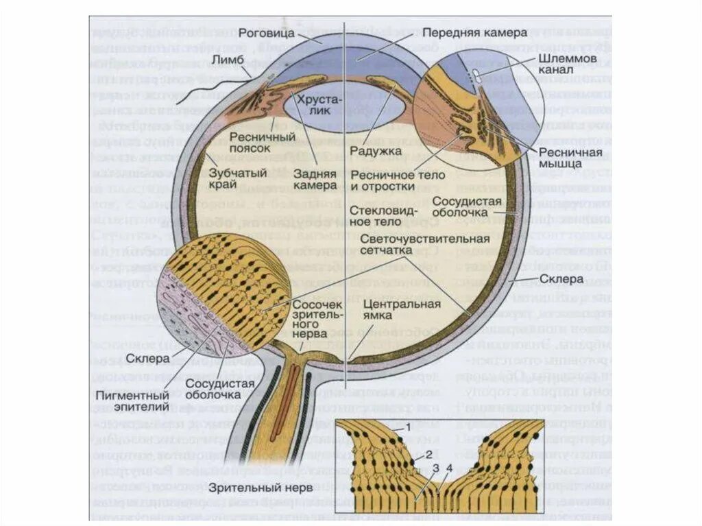 Функциональные аппараты глазного яблока гистология. Радужная оболочка строение гистология. Сетчатая оболочка глазного яблока гистология. Строение органа зрения гистология. Содержит несколько слоев нейронов содержит роговицу защищает