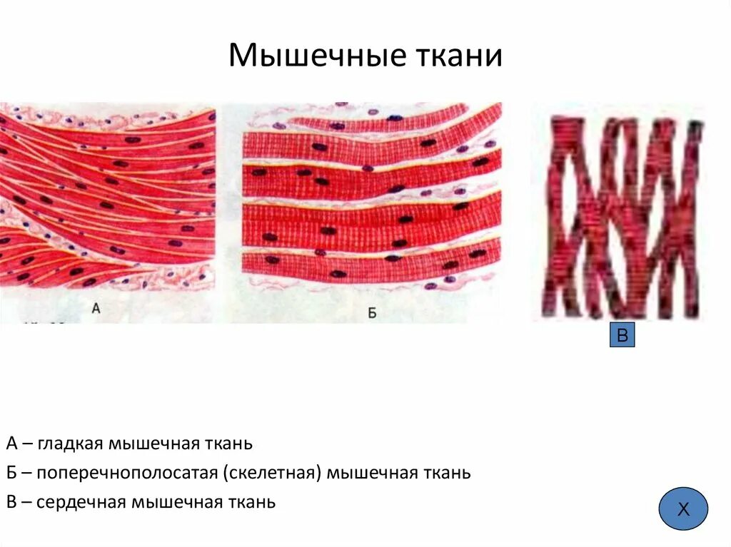 Изображения скелетной поперечнополосатой мышечной ткани