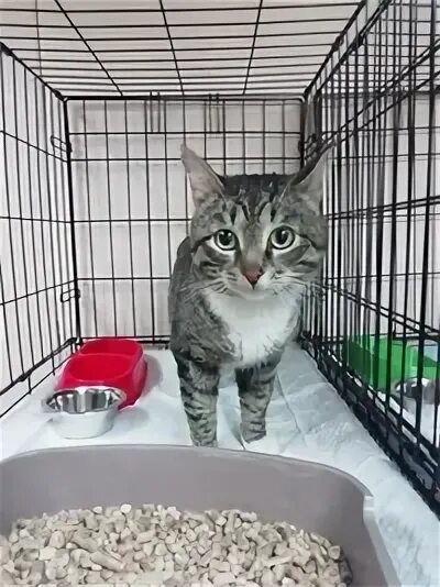 Приют кот матроскин пермь. Кот матроскин приют пермь. кошачий приют пермь матроскин. приют для кошек пермь.