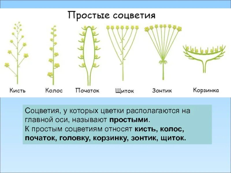 Какой тип соцветия. Соцветия кисть Колос початок. Простые соцветия початок. Строение соцветия. Главная ось соцветия.