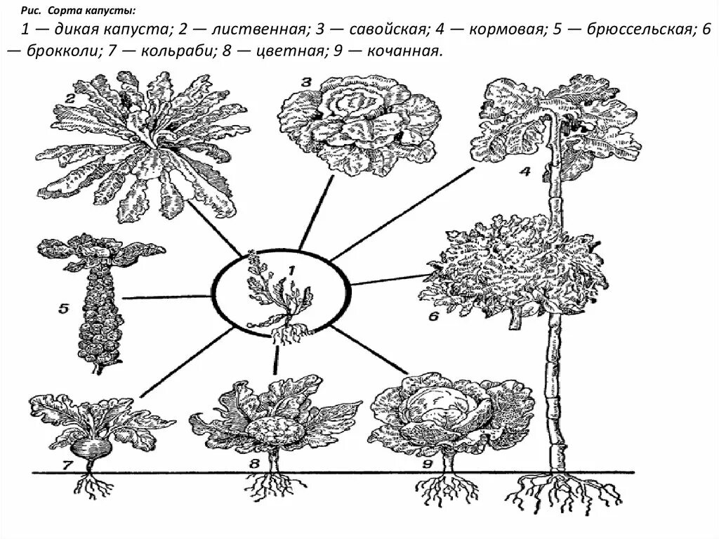 Какую форму отбора иллюстрирует данный рисунок. Дикий предок современных сортов капусты таблица. Дикий предок капусты. Культурные сорта капусты и их дикий предок. Культурные растения схема.