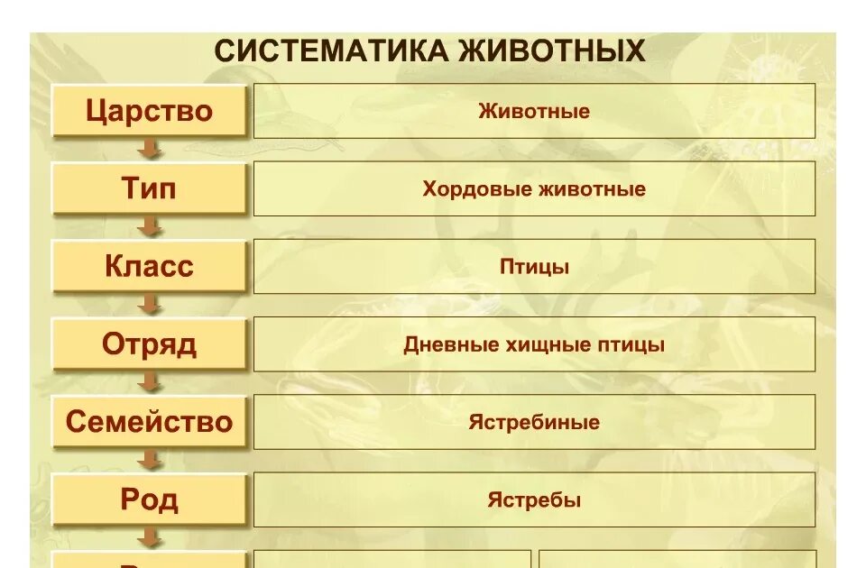 Типы животных в биологии 8 класс. Систематика царство животные схема вид. Классификация животных 7 класс биология. Царство животных типы классы отряды семейства. Систематика животных схема 5 класс биология.