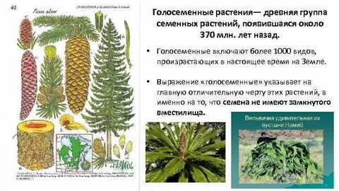 Первое семенное растение