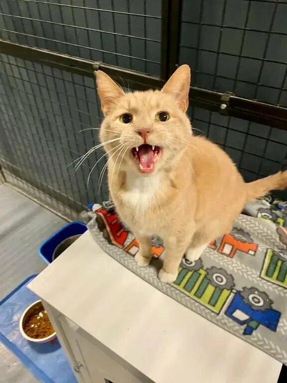 Кот который а. Смешные картинки с котами. рыжий кот мышелов. ржачные коты.