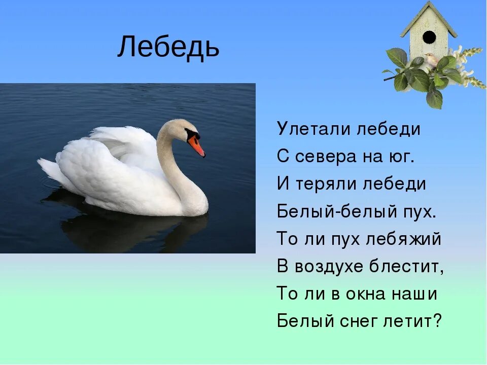 Скажите лебеди текст. Стихотворение про лебедя для детей. Стих о лебеде. Загадка про лебедя. Стих о лебеде для детей.