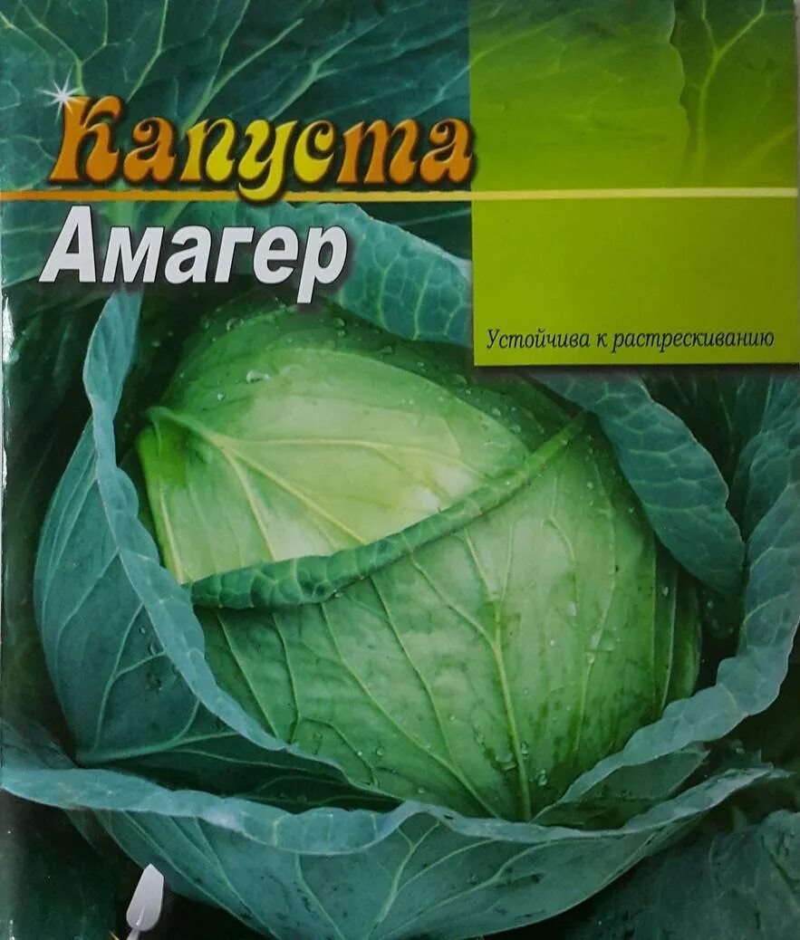 Альмагер капуста 611. Сорт капусты Амагер. Капуста белокочанная Амагер ф1. Капуста амагер описание сорта