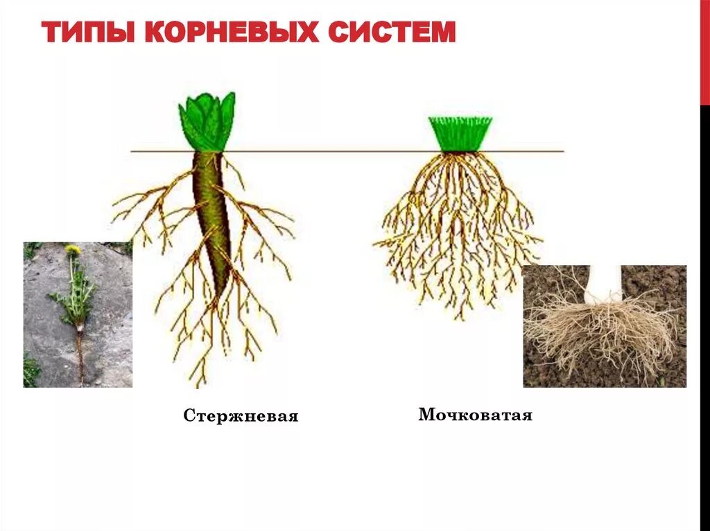 Корневая п. Корень типы корневых систем. Типы корневых систем у растений. Типы корневых систем ботаника.