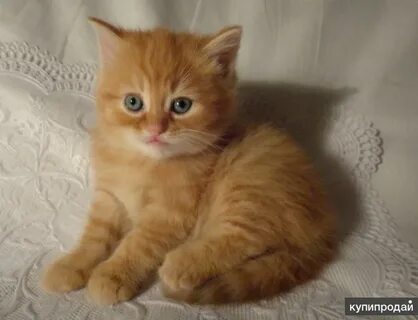Авито рыжий котенок