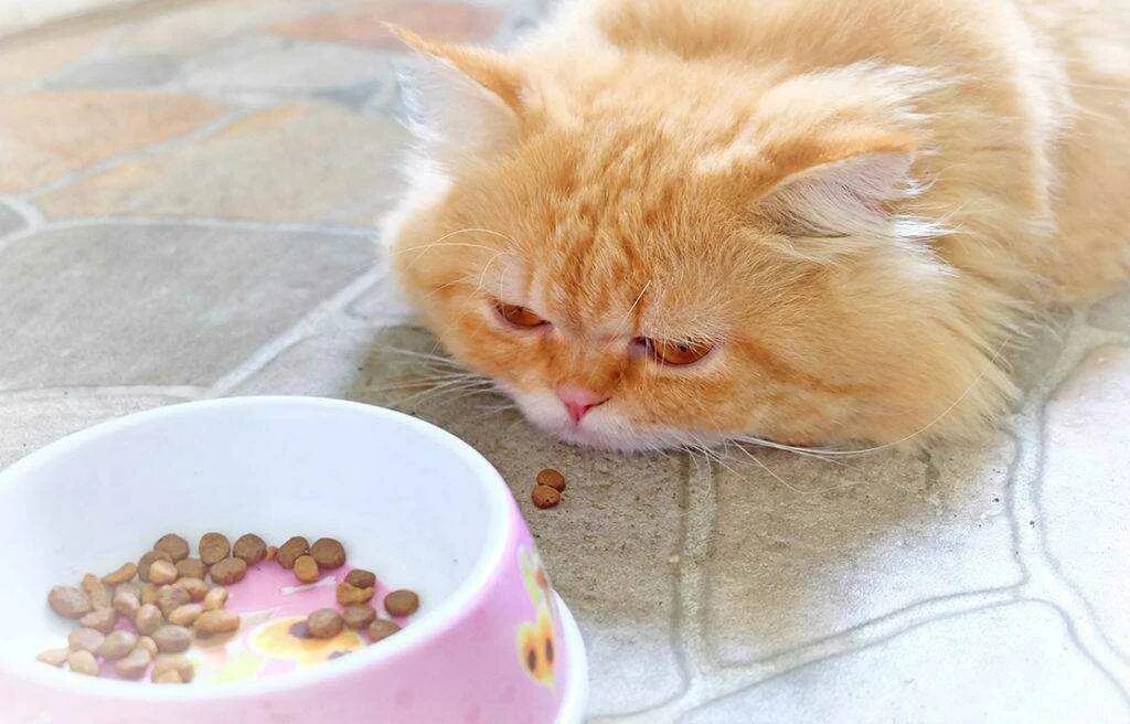 Кошка плохо ест корм. Котик с едой. Еда для кошек. Кошка кушает. Привередливый кот.