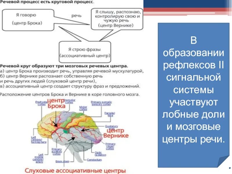 Сигнальная система головного мозга. 2 Сигнальные системы высшей нервной деятельности. Условные рефлексы первой сигнальной системы. Центры речи. Головного мозга вторая сигнальная система.