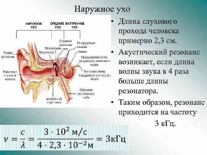 Ухо человека способно улавливать звук с частотой. Строение наружного слухового прохода. Строение уха человека. Строение человеческого уха. Строение уха человека физика.