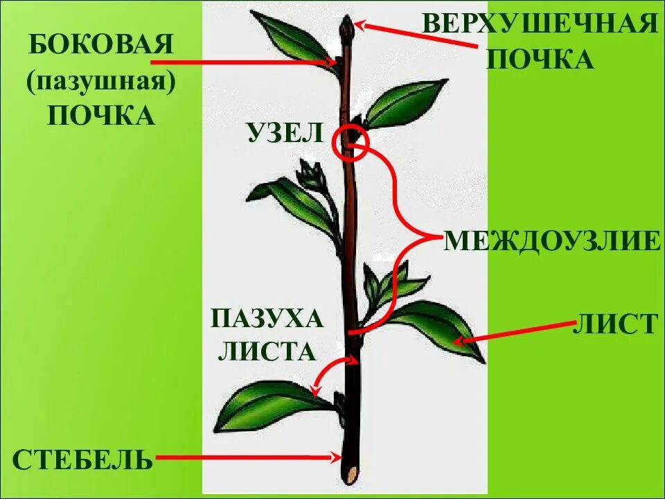 Почка расположенная в пазухе листа. Междоузлия и черешки листьев. пазушная почка побег стебель. верхушечные и пазушные почки. стебель пазушная почка междоузлие.