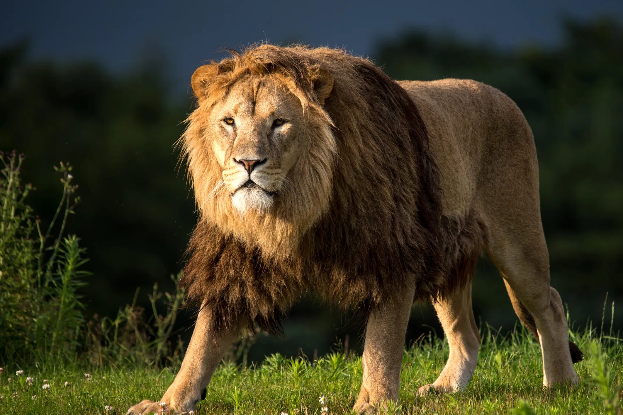 Лев это дикое животное. Лев Лева Лион лёв. Шер хайвонот. Африканский Лев. Расми Шер хайвонот.