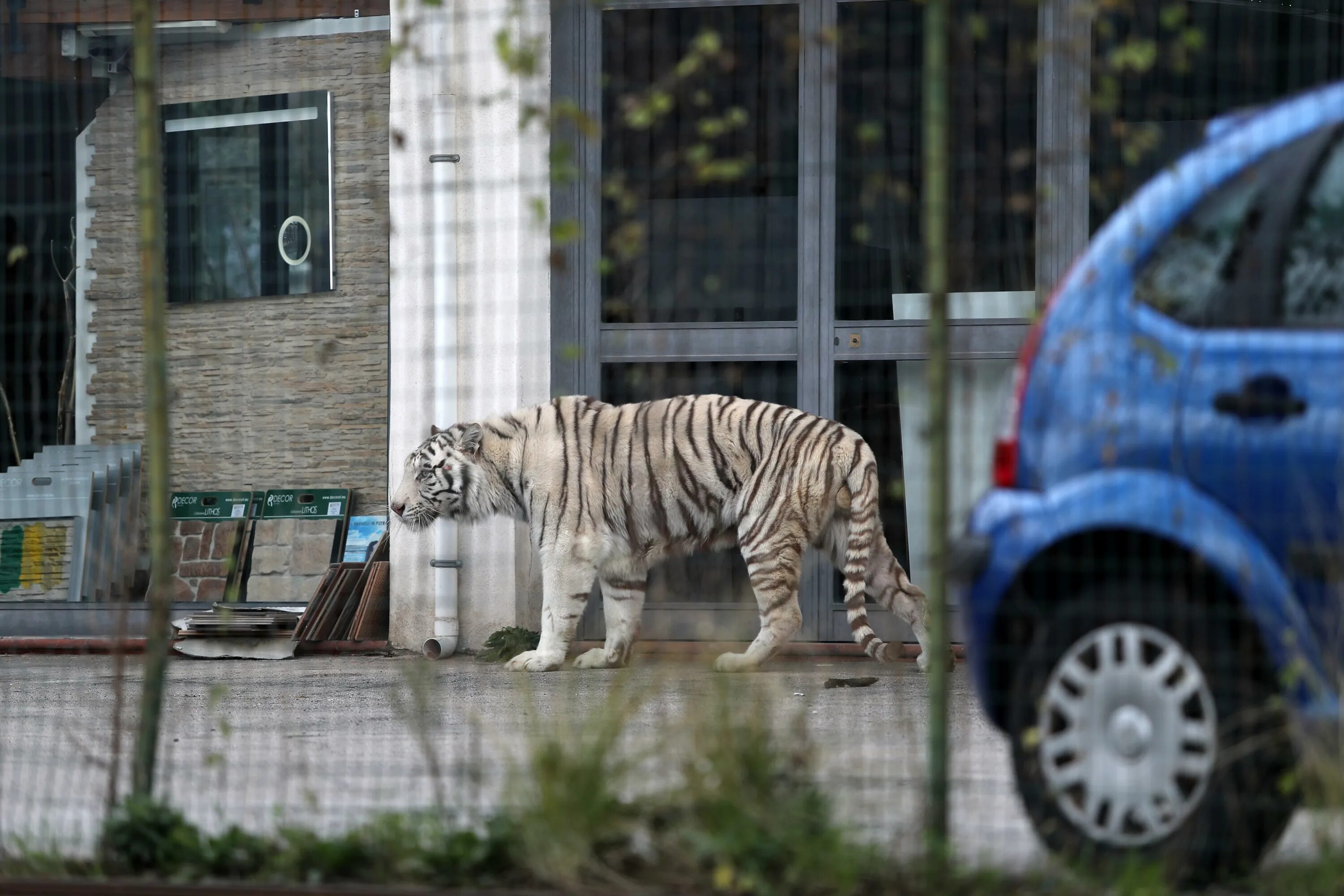 Цирк бенгальские тигры. С тигром по улице. Тигр в цирке. Тигр сбежал из зоопарка.