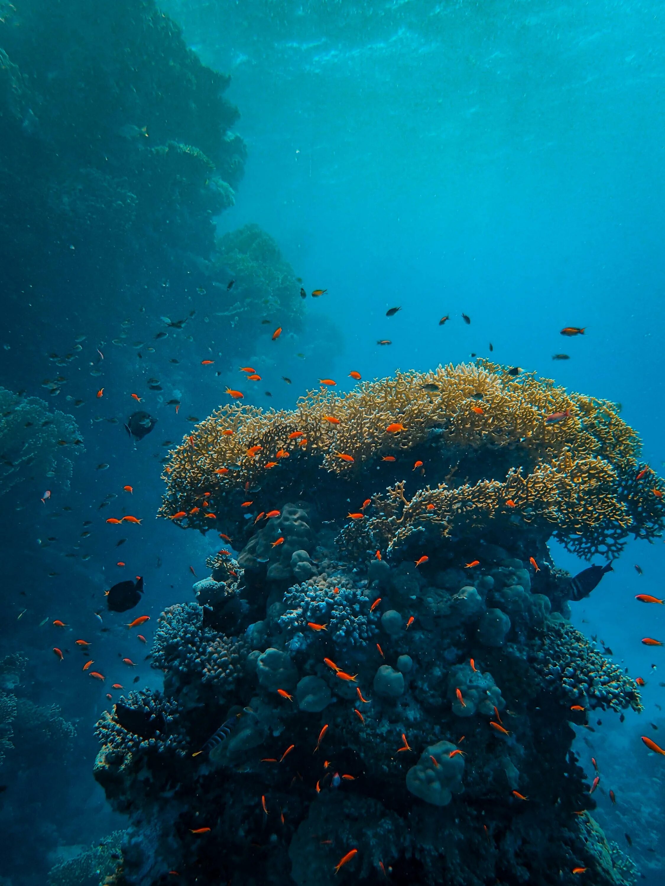 Коралловый риф. Коралловые рифы красного моря. Большой Барьерный риф. Большой Барьерный риф в тихом океане.