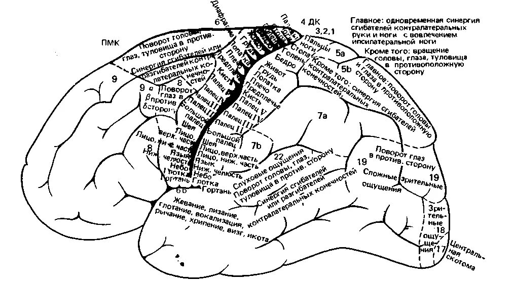 Карта полей коры больших полушарий головного мозга. Карта цитоархитектонических полей коры головного мозга. Третичные зоны коры головного мозга. Мозг поля Бродмана.