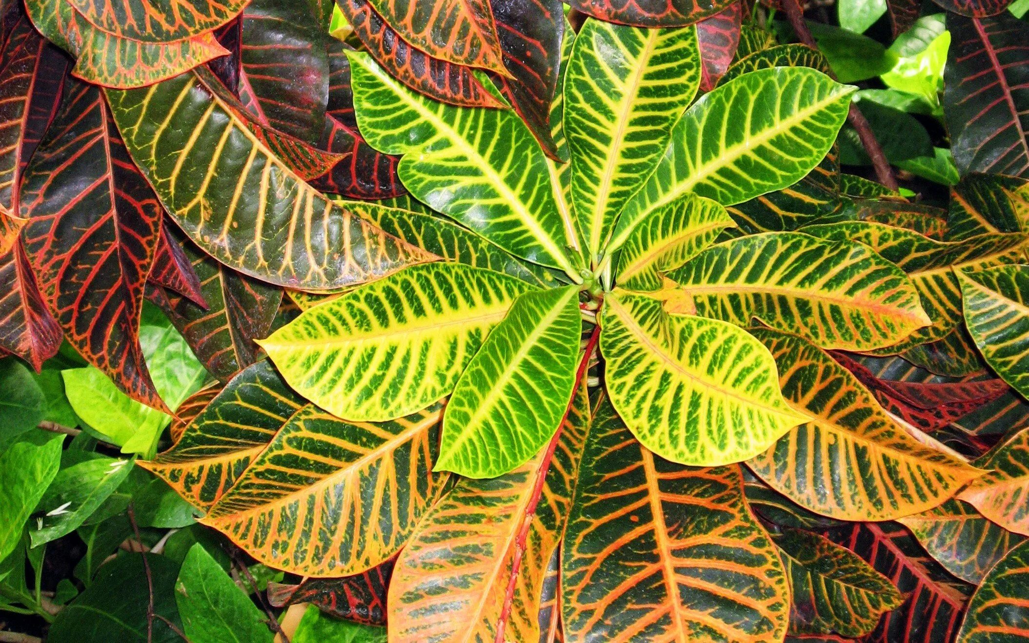 Маранта leuconeura. Каладиум. Колеус каладиум. Комнатные цветы с красивыми листьями фото. Комнатные цветы с красивыми листьями фото.