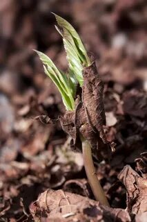 Plants dead