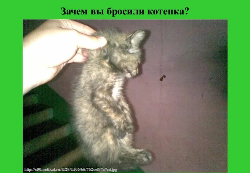 Брошенный котенок. Кидать кошку