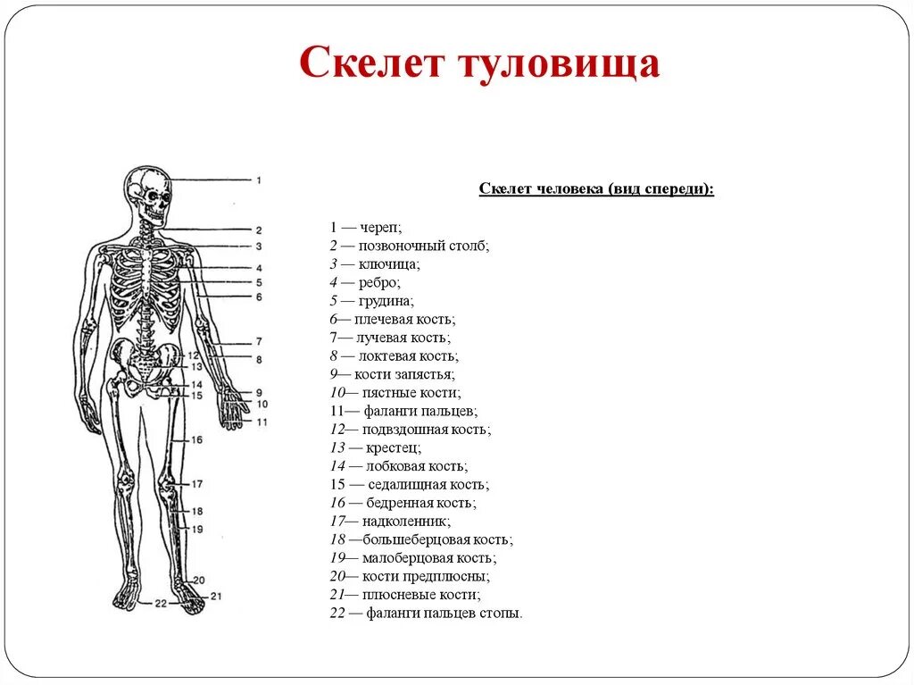 Кости туловище анатомия строение. Костная система скелет туловища. Кости туловища схема. Скелет туловища человека анатомия. Человек латинское название