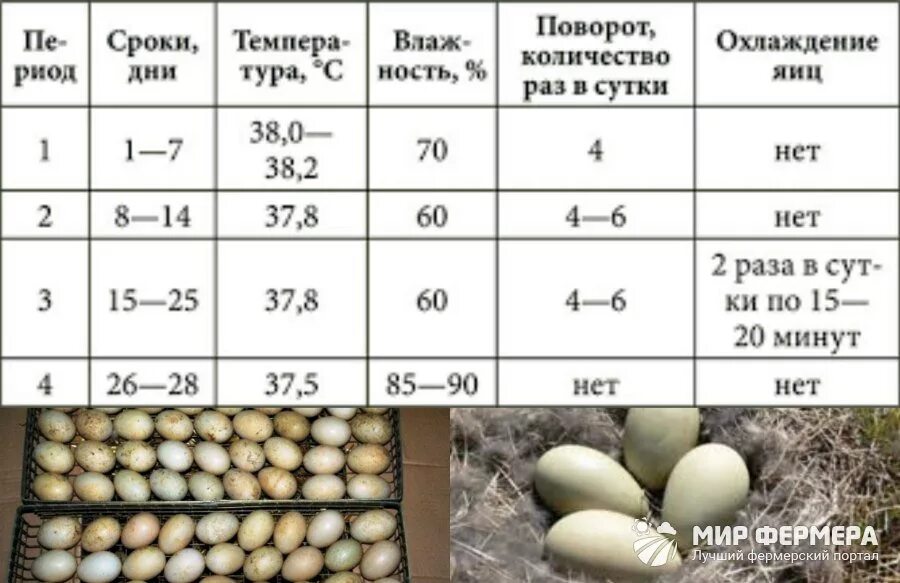 Инкубация индюшат. Инкубация гусиных яиц в инкубаторе. Режим инкубации цесариных яиц. Инкубация уток инкубация таблица. Схема инкубирования утиных яиц.