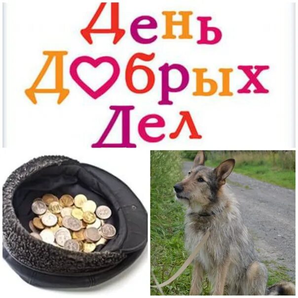 Акция день стольника. День стольника в приюте для животных. День стольника для животных. День стольника картинка. День стольника для животных.